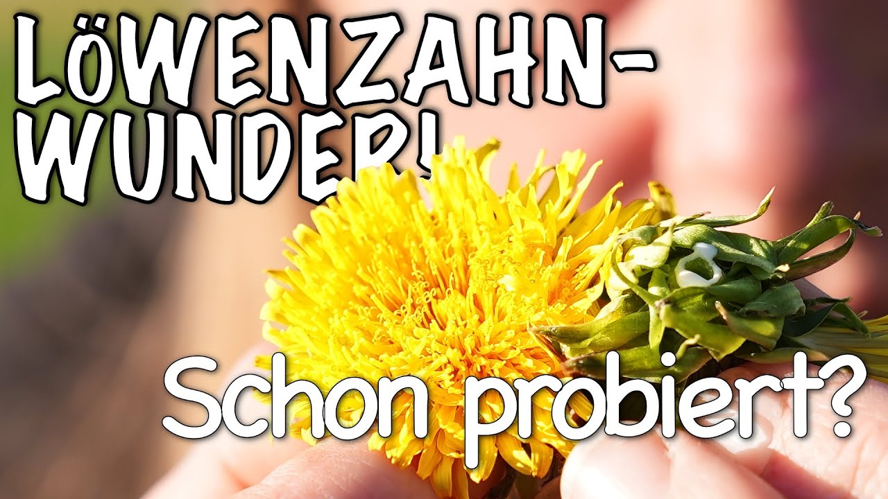 Heilpflanze L&ouml;wenzahn: So nutzt du die Wirkung der Bl&uuml;ten f&uuml;r dein Leben.