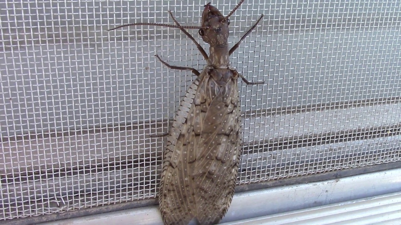Dobsonfly away from water. AKA Adult Form of the Hellgrammite.