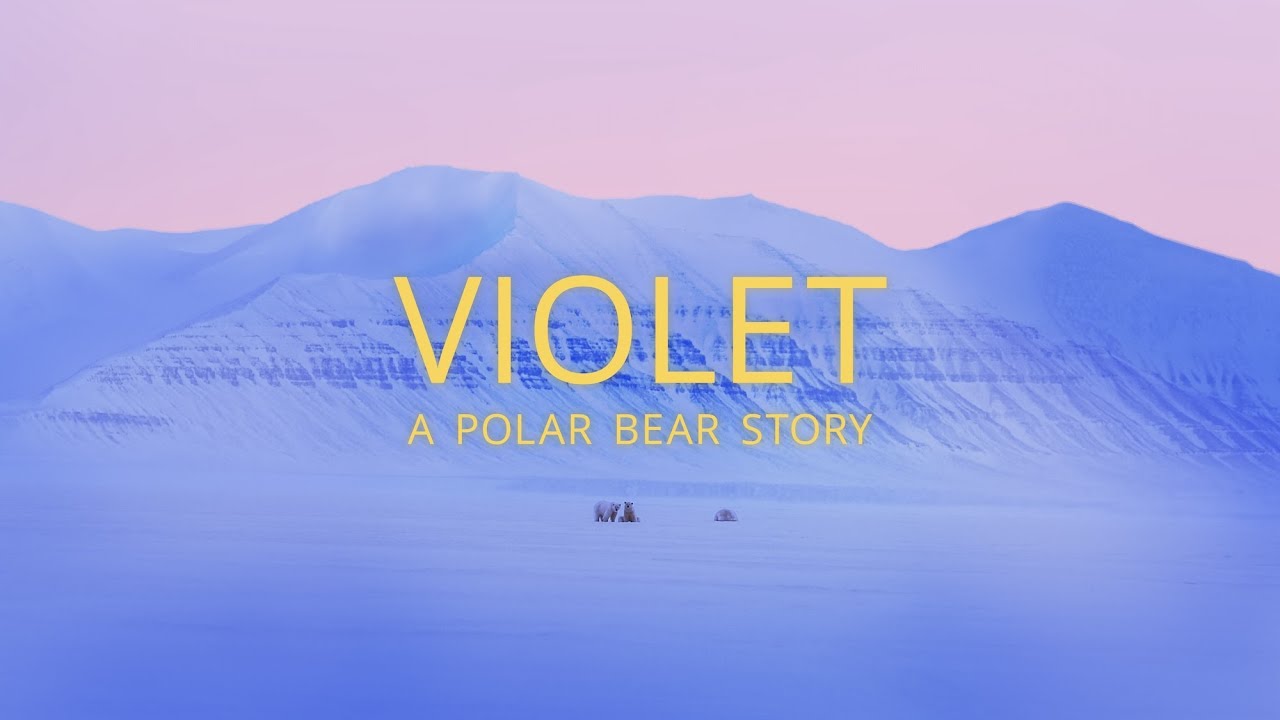 Violet: A Polar Bear Story