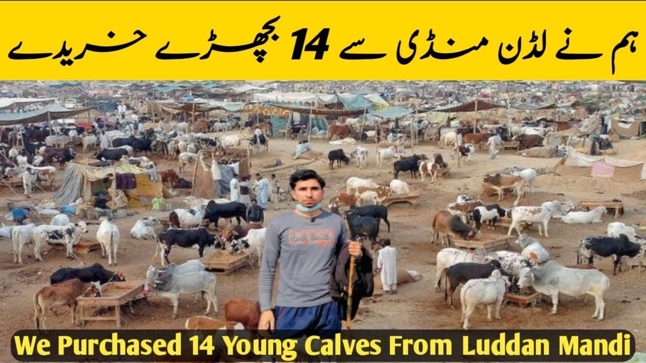 بچھڑوں کی خریداری کے لیے ہم لڈن منڈی پہنچ گئے| Visited Luddan Mandi For Purchasing Of Young Calves