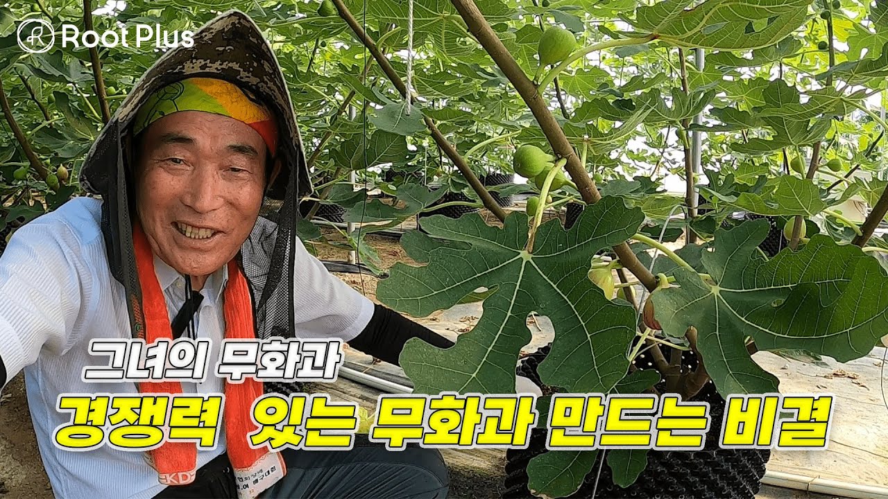에어포트 최고의 무화과를 재배하기까지 노하우 '그녀의무화과' 전남 영암