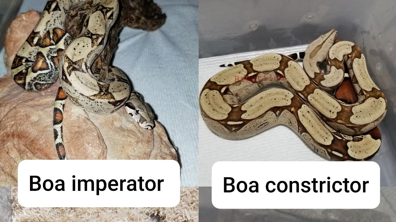 Boa imperator  vs. Boa constrictor