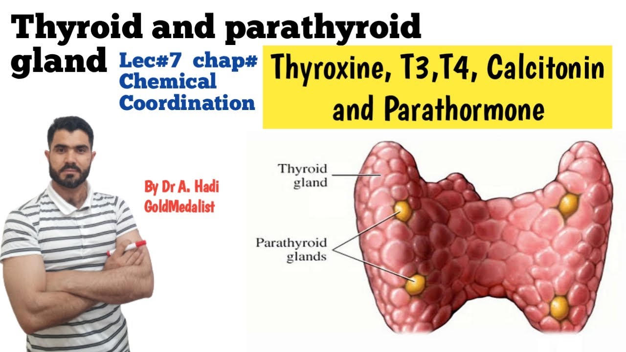 Thyroid and Parathyroid gland, Thyroxine, T3, T4 Calcitonin hyper and Hypo secretion
