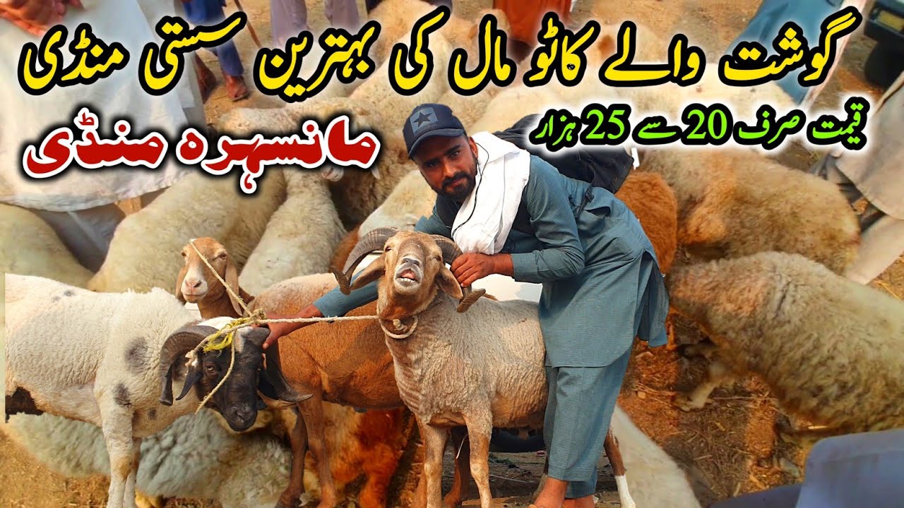 Today Mansehra Mandi Latest Update 1 July 2024 | Katta Mall