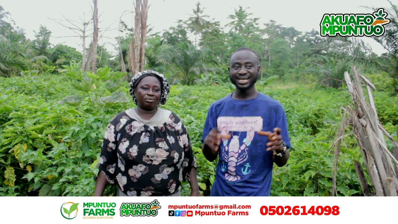 AKUAFO MPUNTUO WITH AGYA EWUSI WITH 31 YEARS OF EXPERINCE IN FARMING BY MAKING MILLIONS EVERY YEAR