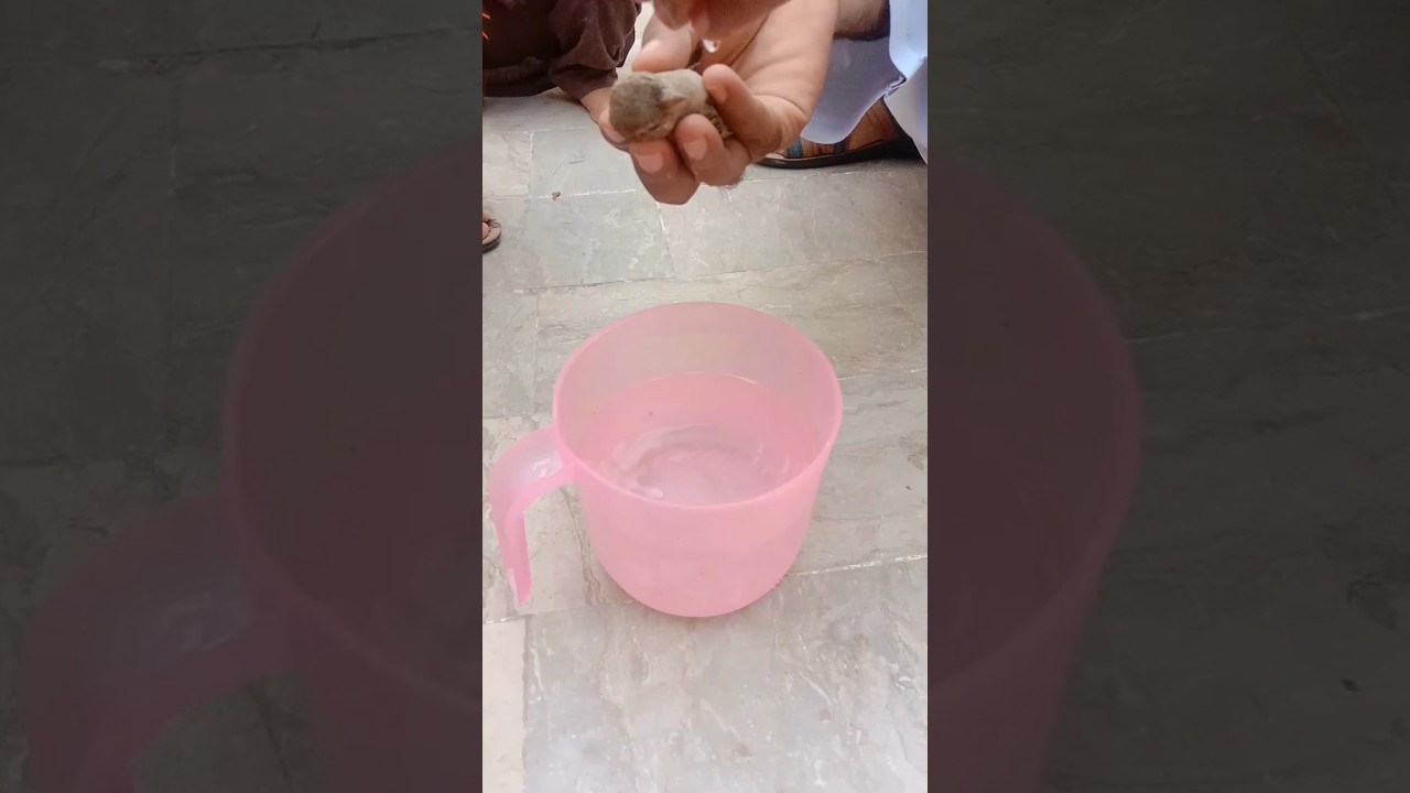 Best Video Humanity 