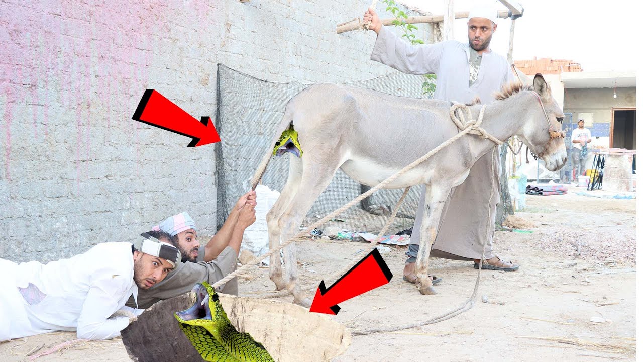 فيلم اختبار قوة الزواجح فى الصاعيد