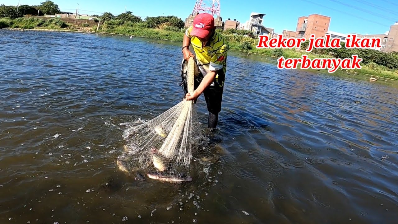 RekorJala ikan nila liar di sungai hasilnya sangat memuaskan || amazing net fishing tilapia 