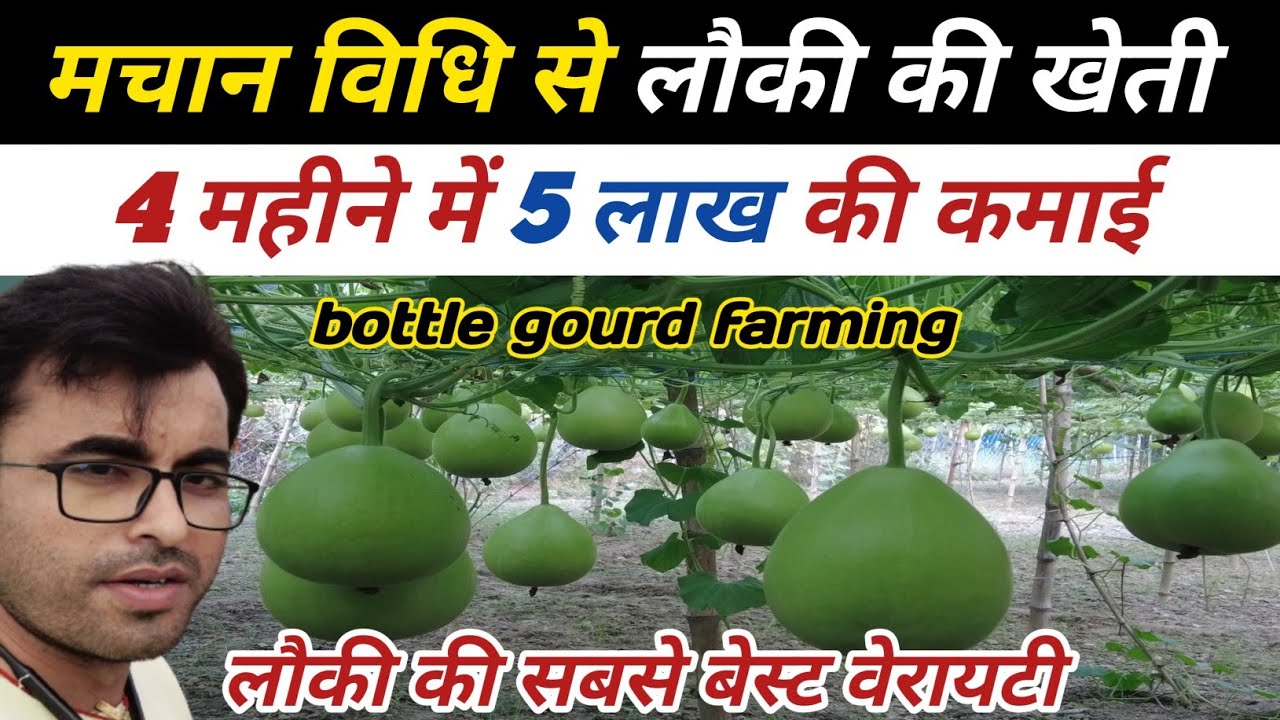 मचान विधि से लौकी की खेती। bottle gourd farming। best verayity। sabji ki kheti। 5 lakh ki kamayi। 