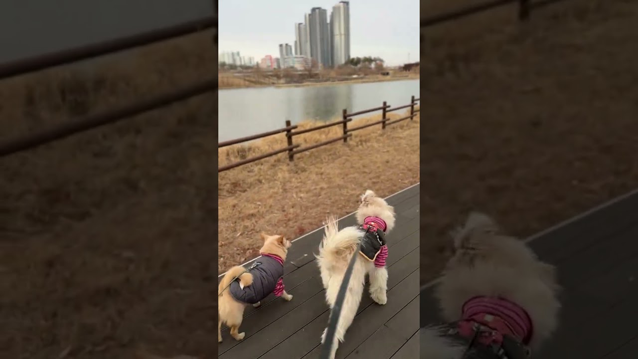 감자와 함께 운정호수공원 산책