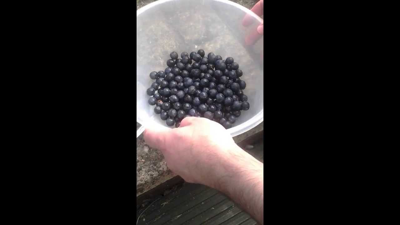 How to make Sloe Gin (or Vodka) HD