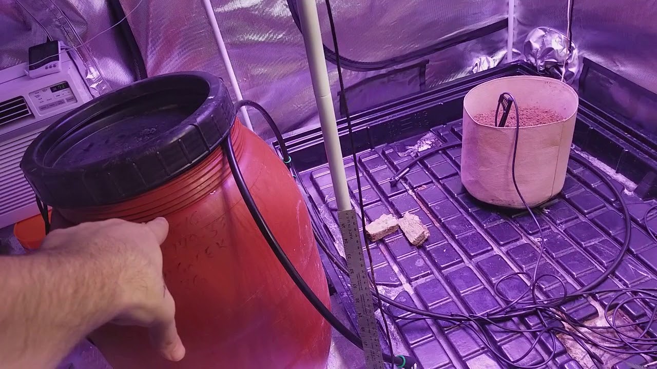 Grow update Day 40 autoflower Sensi Skunk Perfect Sun LED