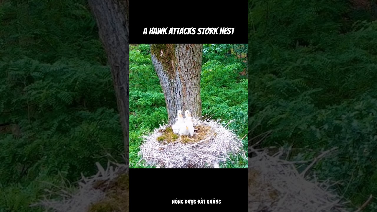 A Hawk attacks the Stork nest #birds #birdnest #hawk #hawkattack #storknest