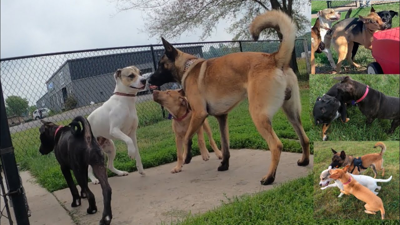 Belgian Malinois & His Pack Take on AGGRESSIVE Dogs at The Dog Park!