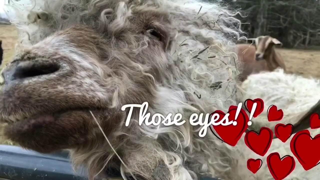 VEGAN VAN LIFE TOUR AT PEACE RIDGE ANIMAL SANCTUARY