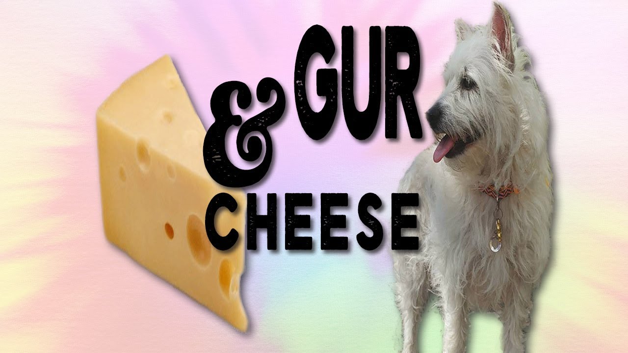 Dog Loves Cheese