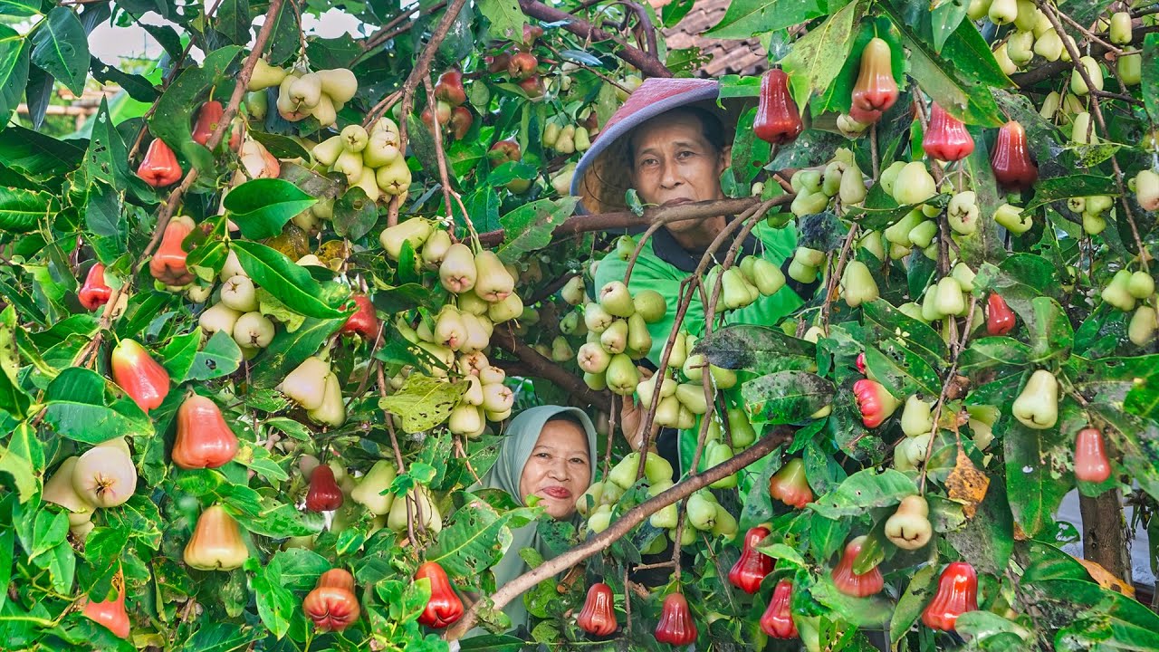Panen Jambu Air Madu di Kebun | Masak Sego Wiwit, Tahu Berontak, dan Lutisan Buah Jambu