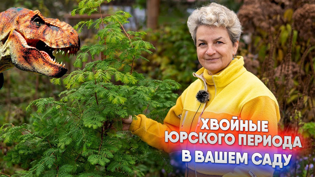 Хвойные юрского периода в вашем саду