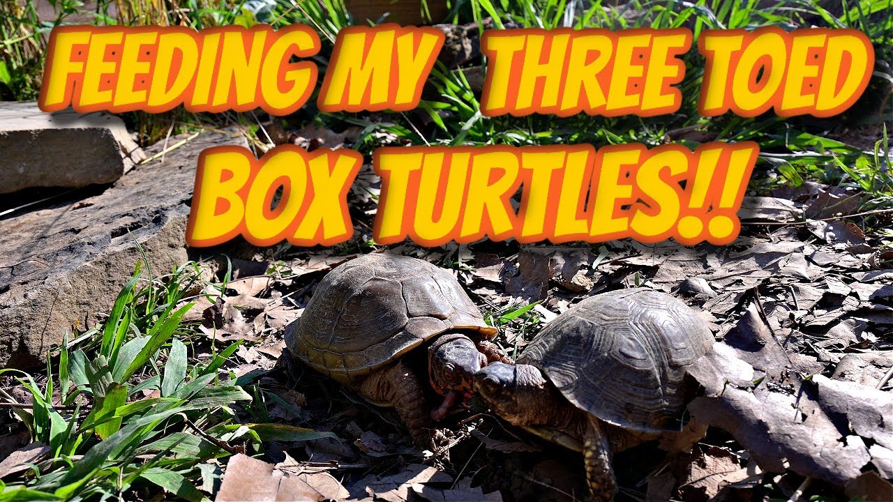 Feeding My Three Toed Box Turtles!!