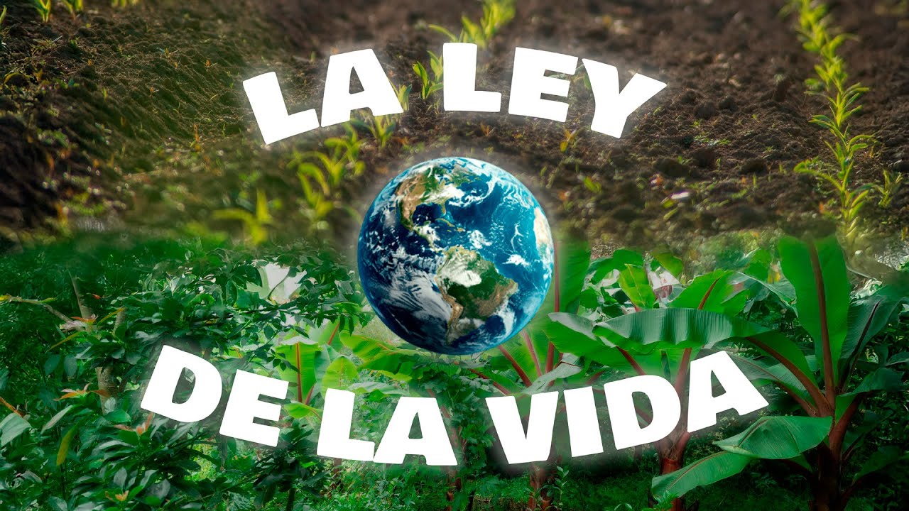 Sintropía: por qué la vida tiende al orden y a la abundancia