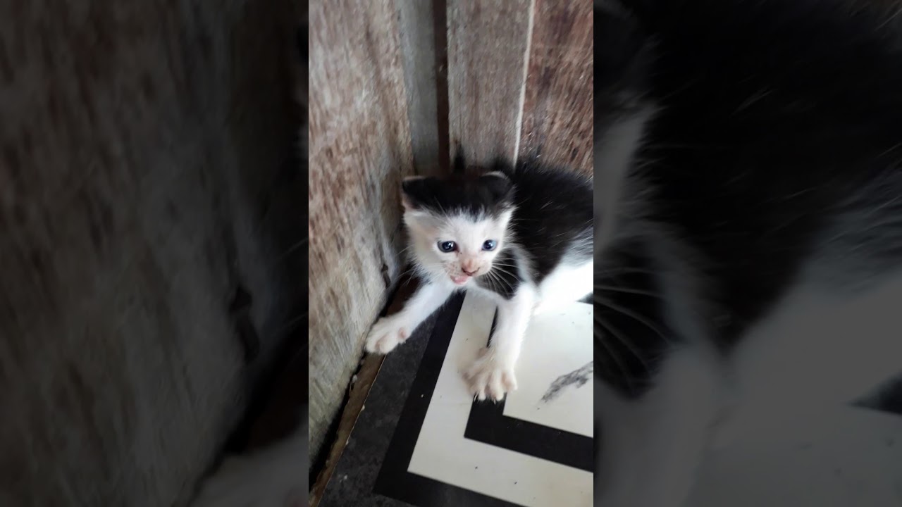 Gato bravo