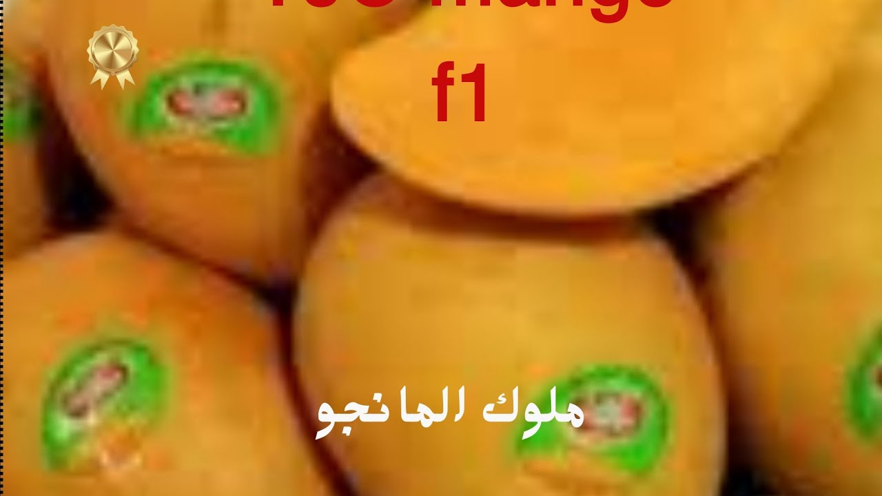 أفخم أنواع المانجو الفاخرTjc قريبا في @Kings_of_mango