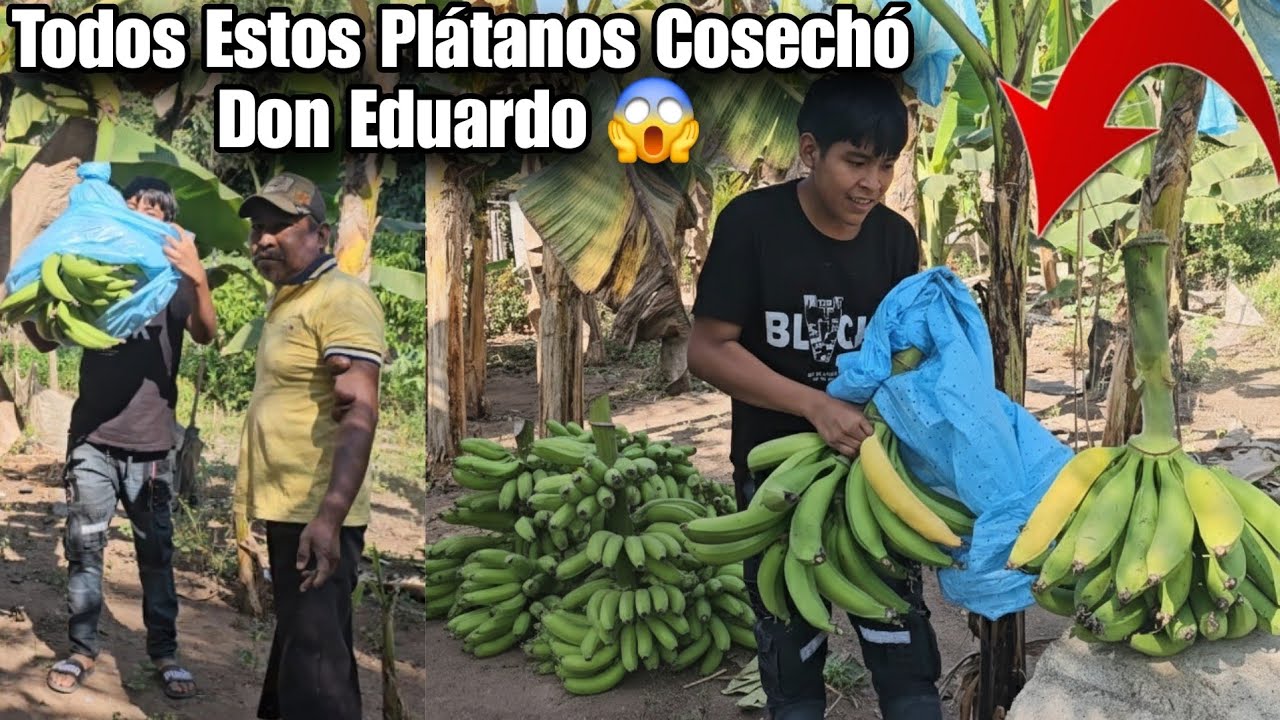 Santo DIOS Don Eduardo Nos Muestra Como Cocecha Sus Plátanos 😱