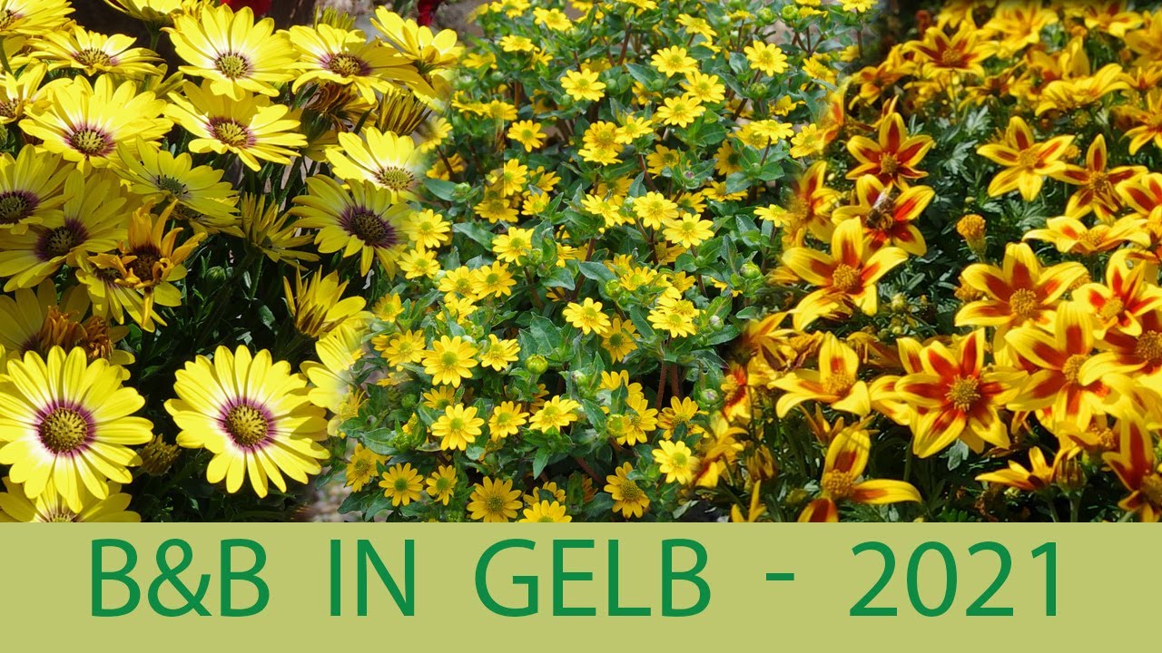 Kientzler Neuheiten für 2021 - B&B in gelb: von Bidens bis Sanvitalia