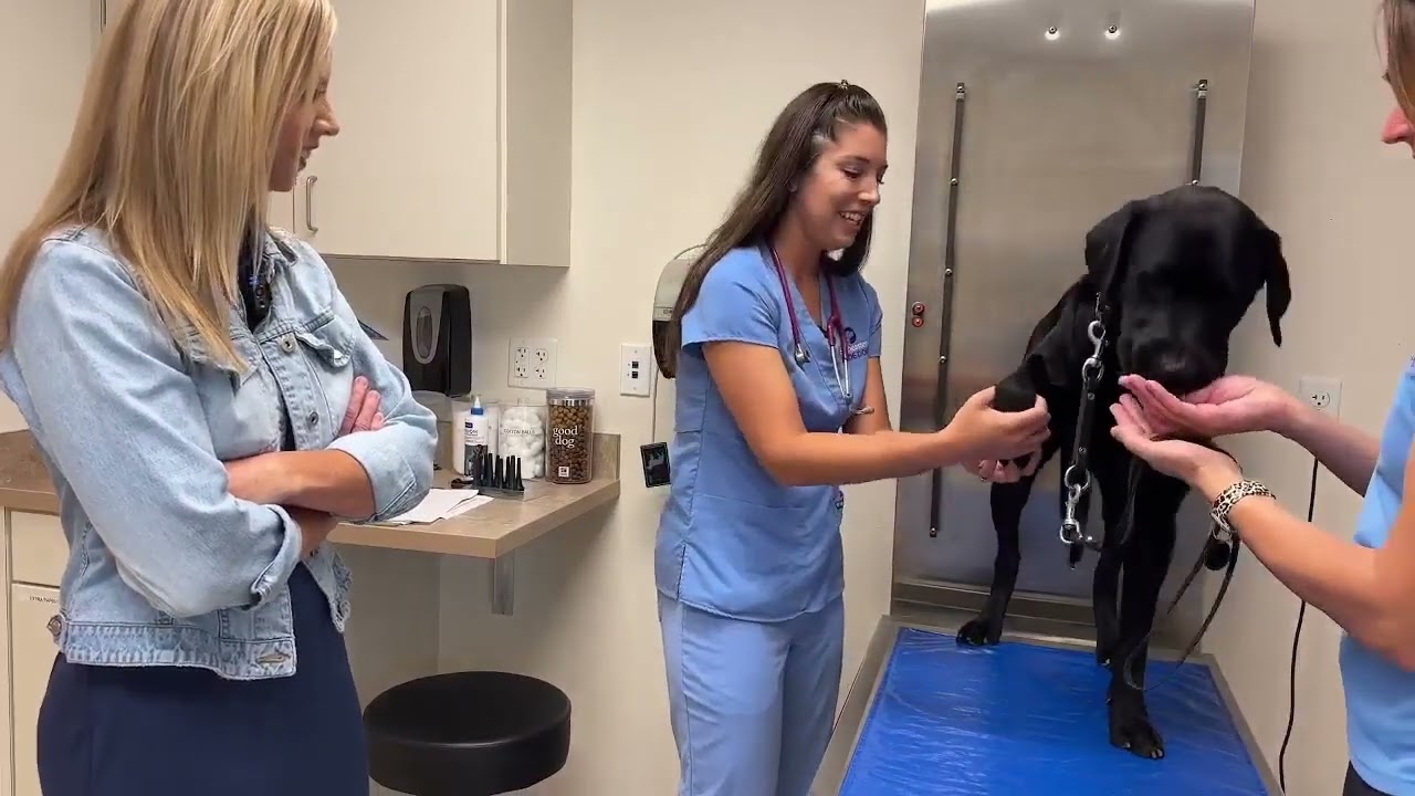 Pre-Class Vet Checks | Dogs Inc