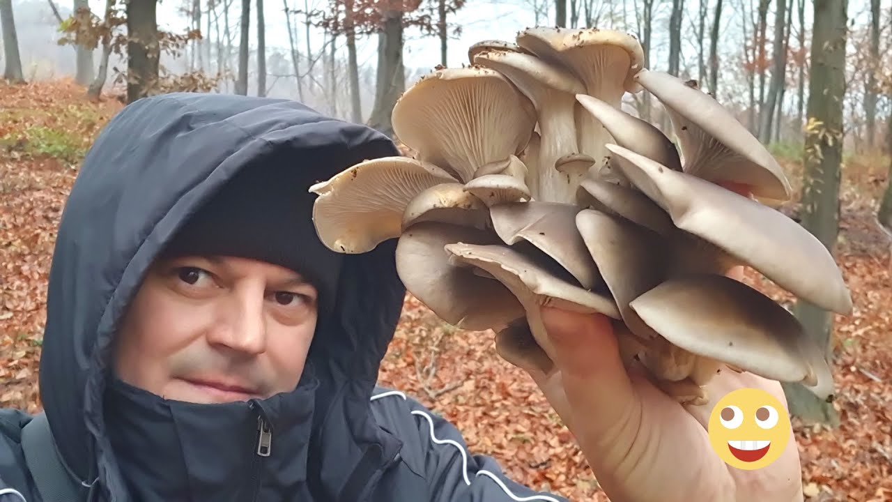 Berba Gljiva - Vrijeme BUKOVAČA - Težak Teren