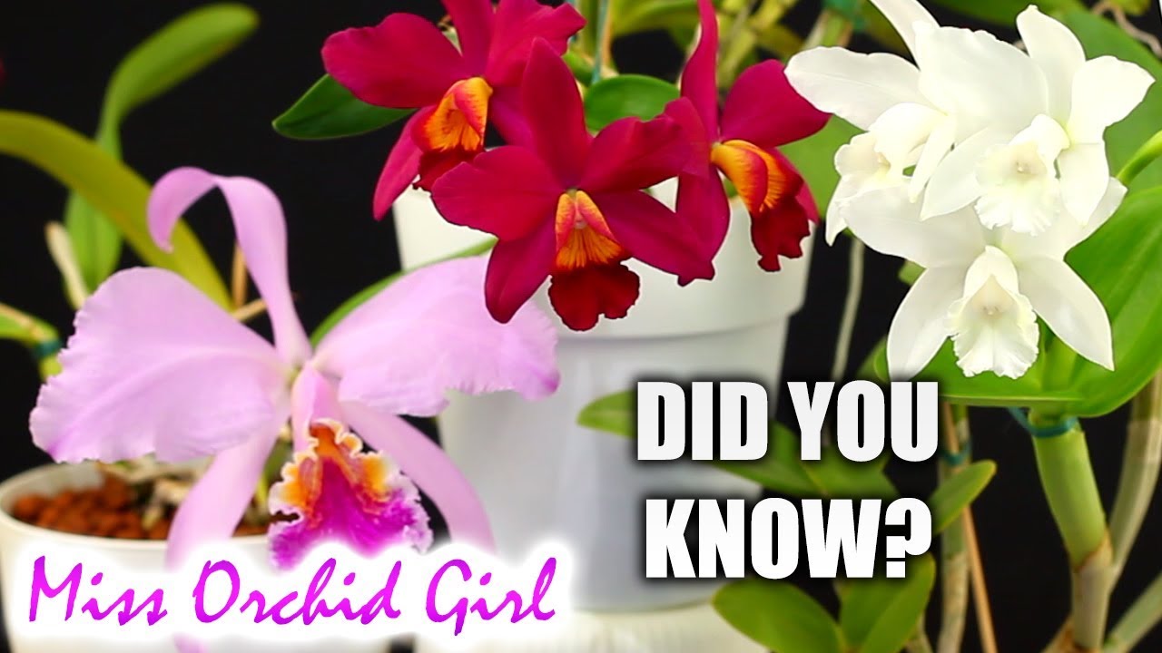 Did you know this about: Cattleya Orchids?