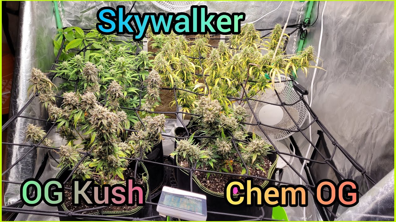 Series 4 EP 9 - OG Kush, Skywalker & Chem OG #9 - The Friendly Grower