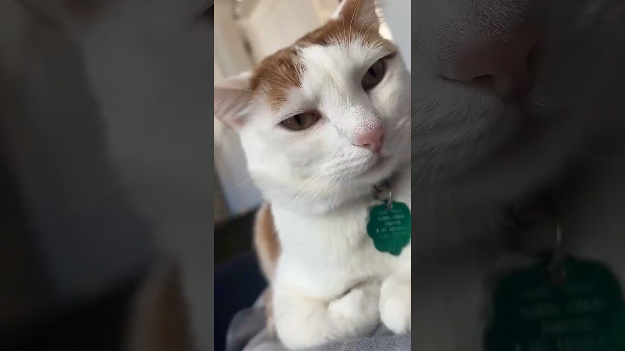 This Cat REALLY Wants My Pizza 😂