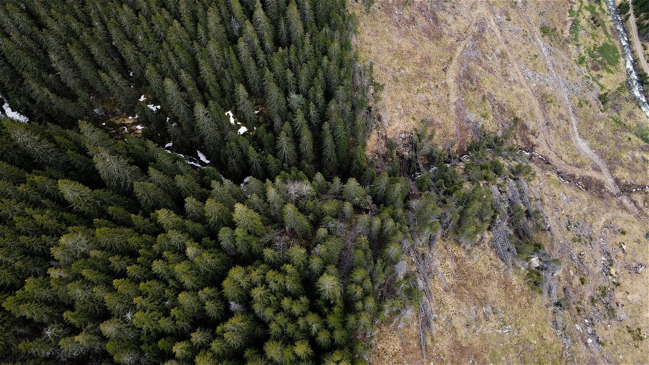 Why we planted tens of thousands of trees on a Romanian Mountain