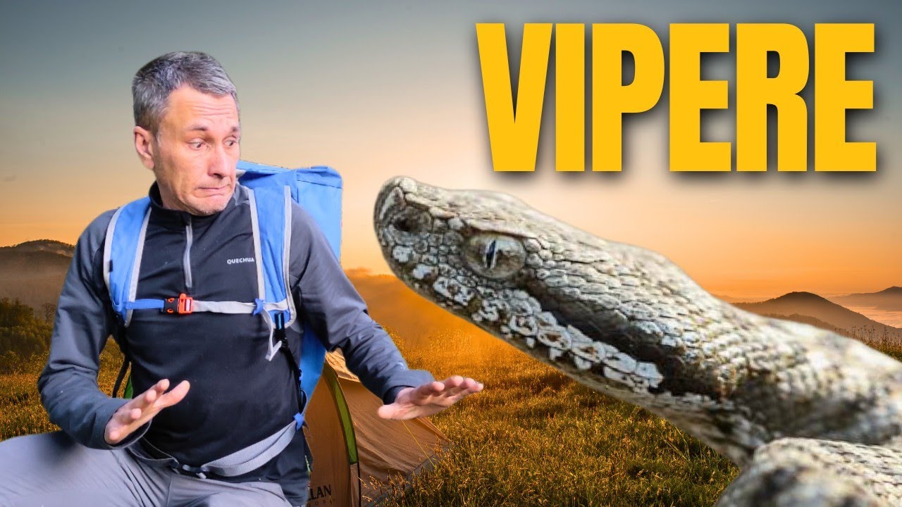 VIPERE:Come devo comportarmi?Info e consigli utili