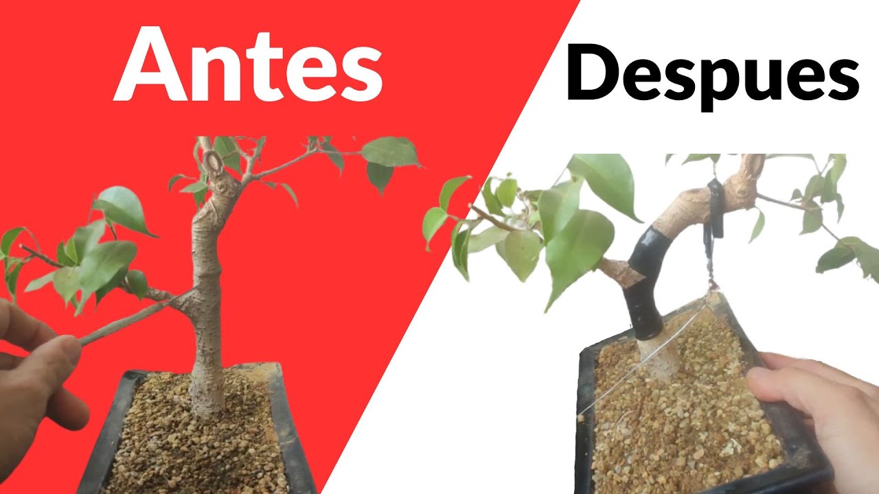 6 - Como Cortar y Doblar el Tronco de un Ficus Retusa Bonsái SerBull