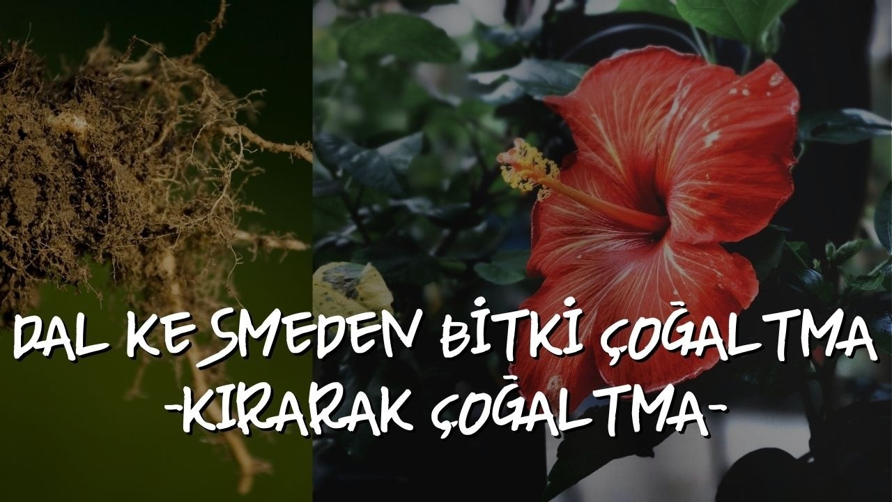 BİTKİ &Ccedil;OĞALTMA Y&Ouml;NTEMLERİ -KIRARAK &Ccedil;OĞALTMA-