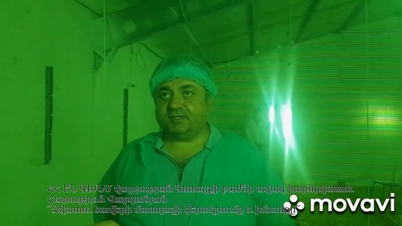 Ձվատու հավերի մատղաշի կերակրումը և խնամքը