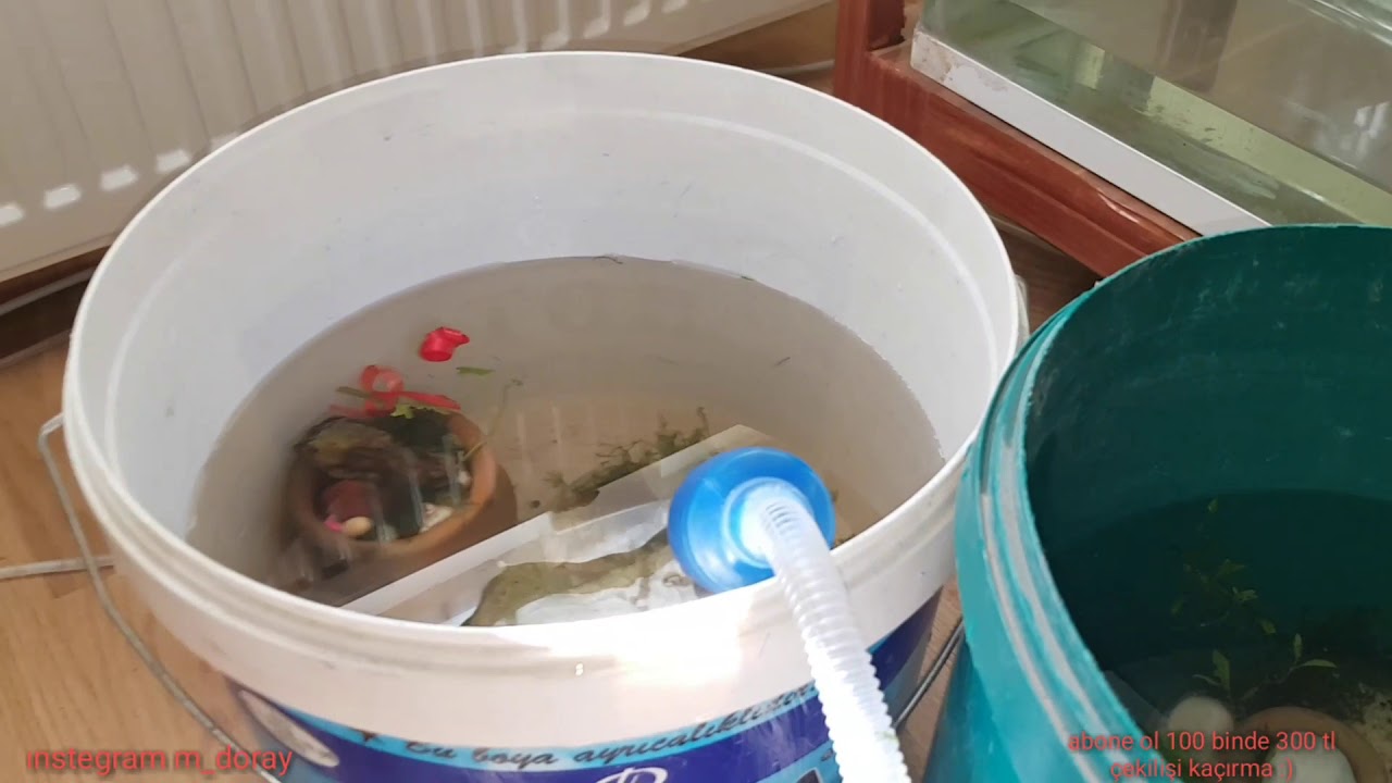 Yavru balıkları 1 AYDA 14 TL YE BÜYÜTMEK