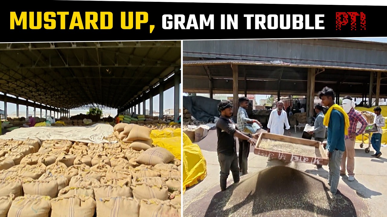 Mustard profits soar while Bengal gram farmers face losses in Rajasthan
