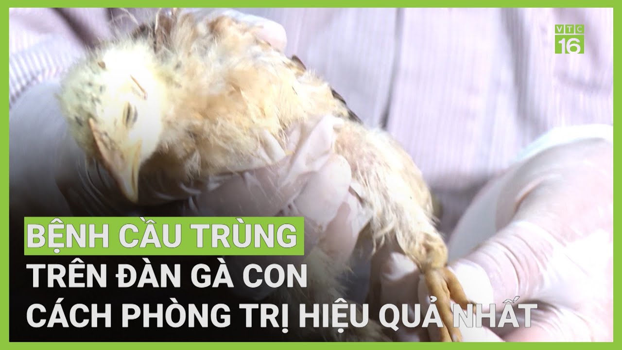Bệnh cầu trùng ở gà con: Các biện pháp phòng, trị | VTC16