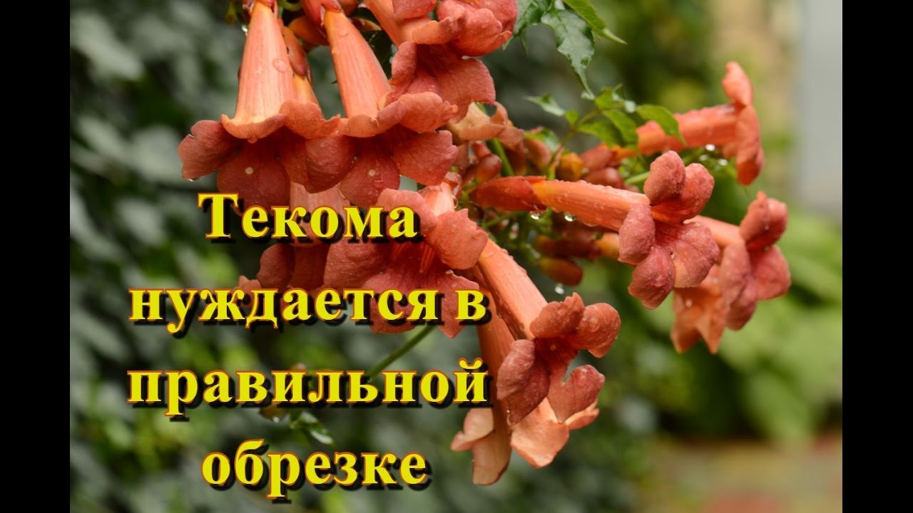 Текома.  Обрезка текомы.  Подготовка текомы кампсиса к зиме.