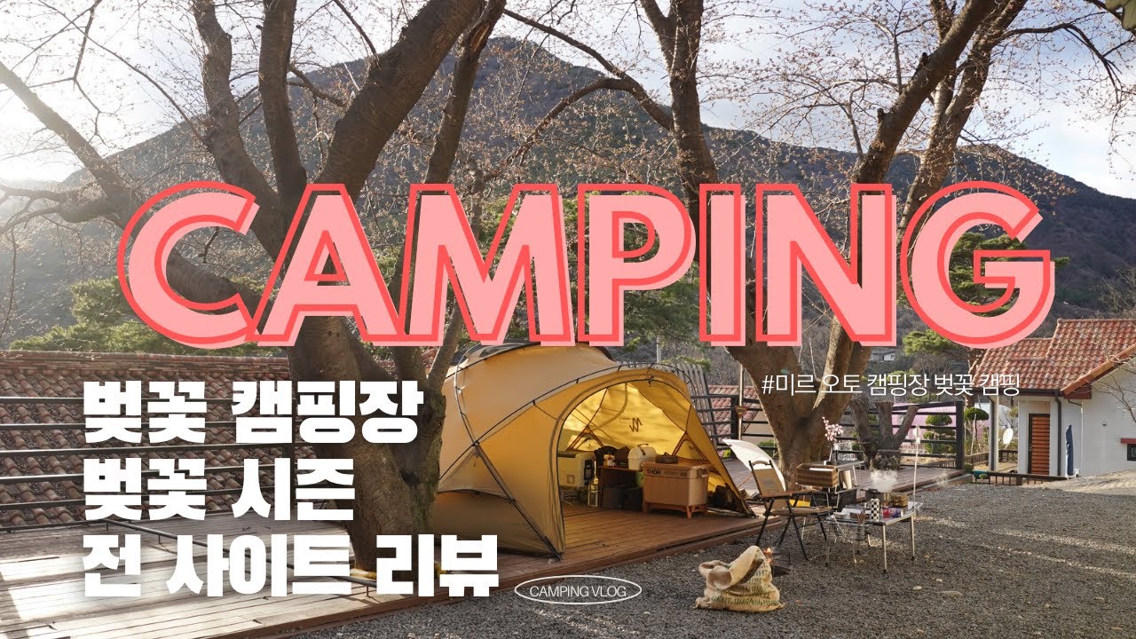 벚꽃 캠핑장 | 2024년 벚꽃은 망했어요 | 밀양 미르 오토 캠핑장 | 실시간 벚꽃 개화 모습