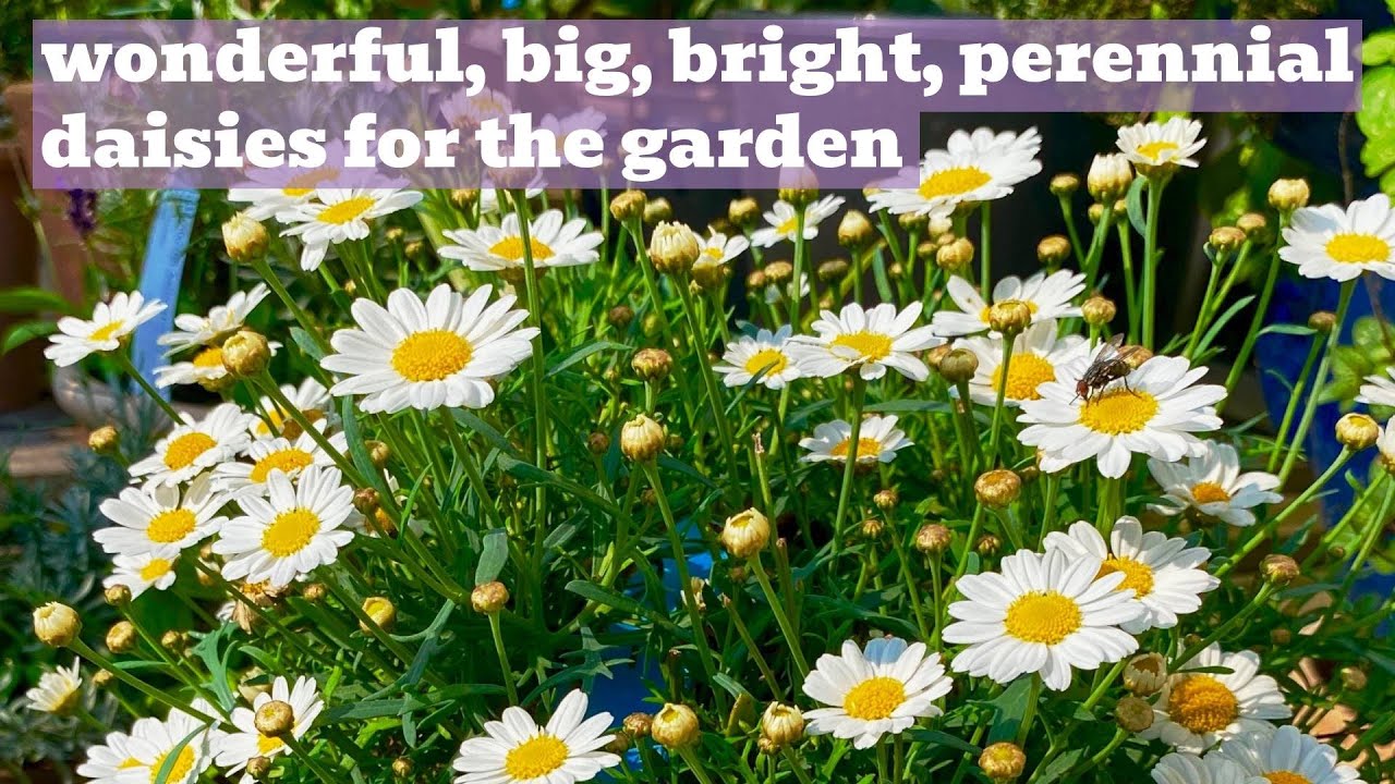 Leucanthemum: Perennial White Daisies | A Rosy Hardy Variety Showcase