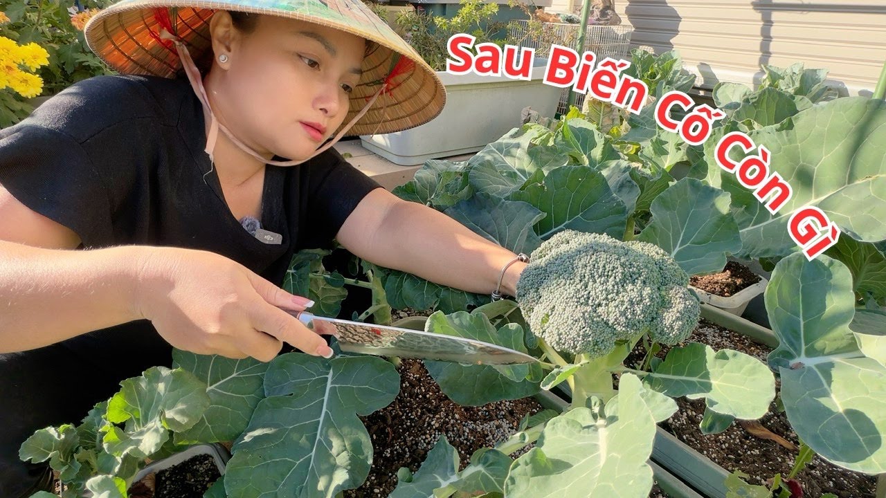 Sau Biến Cố Gia Đình, Ra Vườn Hái Rau Để Tự Trấn An Chính Mình…