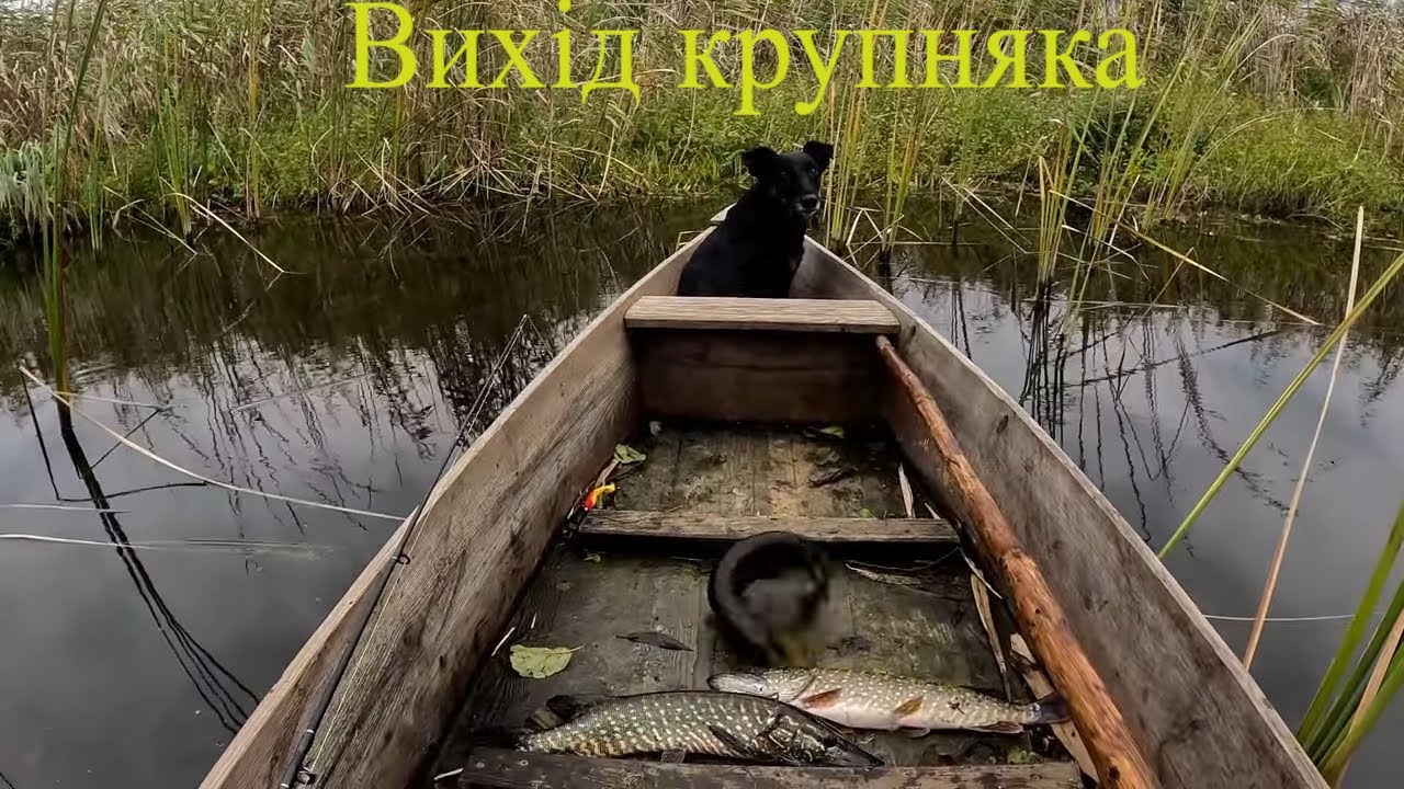 Показалась більша риба Жор на Стоході спінінгова ловля