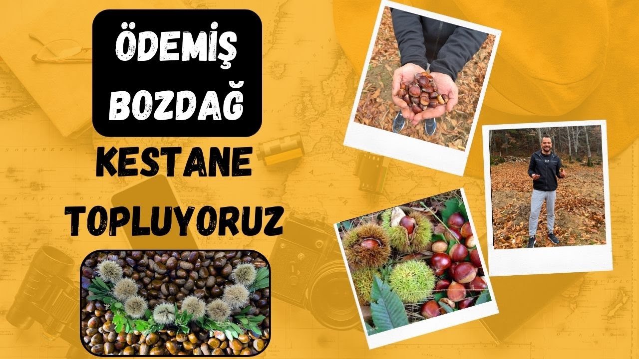 Ödemiş Bozdağ’da Kestane Avı! 🍁 Dağların Kalbinde Muhteşem Bir Vlog