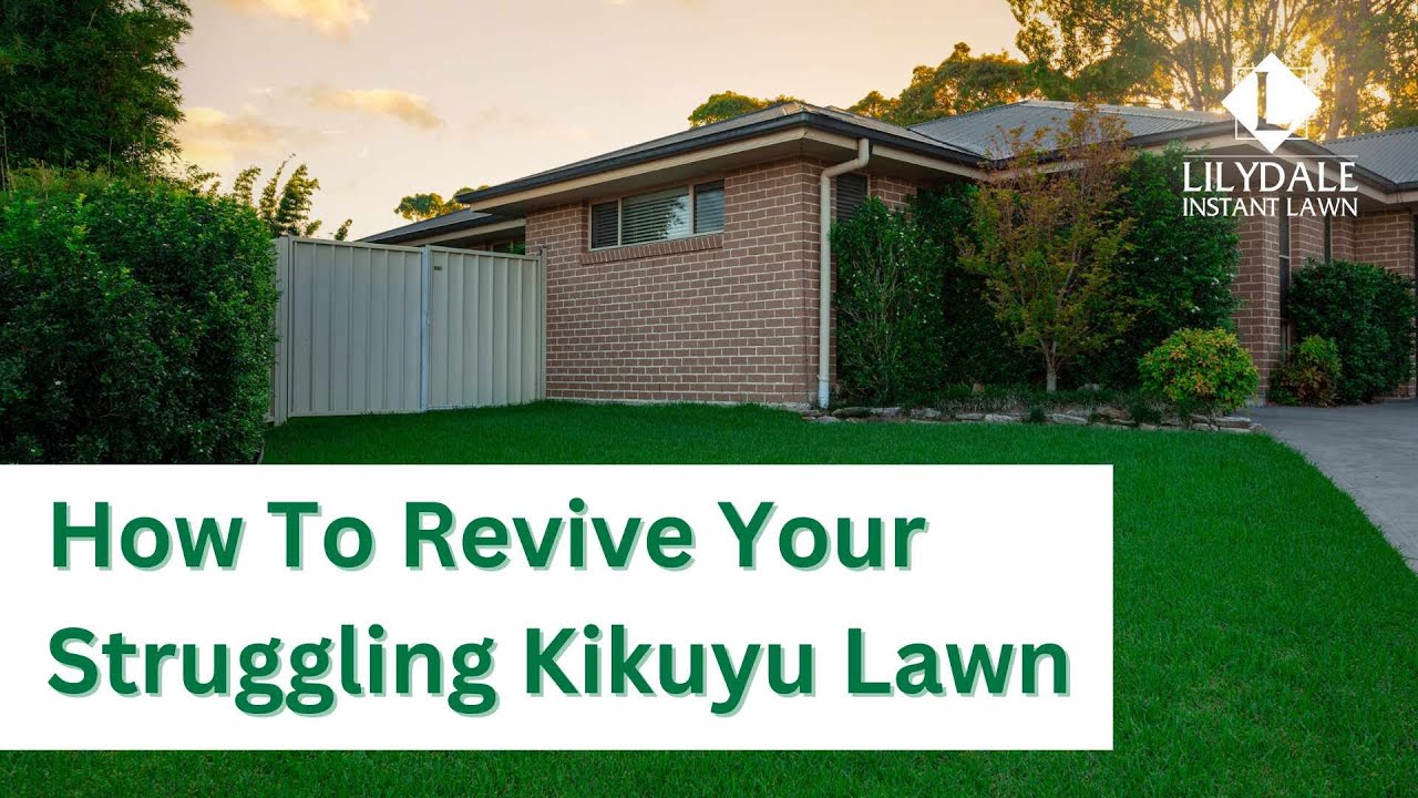 How to Save Your Struggling Kikuyu Lawn | Easy Lawn Care Tips
