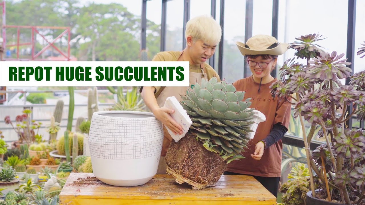 Repot HUGE Succulents & Cactus // Joy Garden Succulent