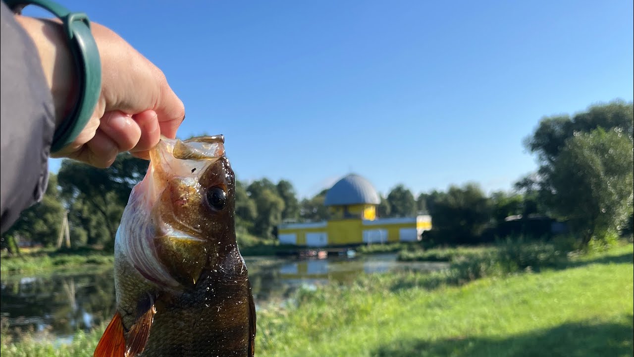Рыбалка на заросшем озере 